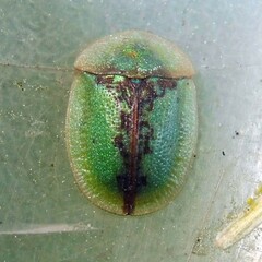 Cassida vibex