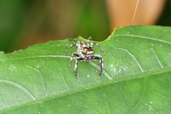 Colyttus