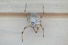 Herennia multipuncta