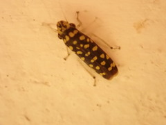 Paraulacizes thunbergi