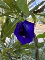 Clitoria ternatea ternatea