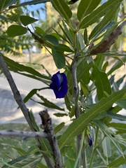 Clitoria ternatea ternatea