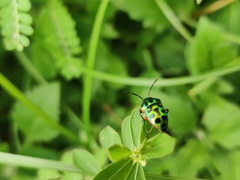 Chrysocoris