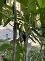 Clitoria ternatea ternatea