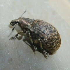 Liophloeus tessulatus