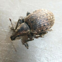 Liophloeus tessulatus