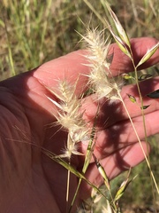 Rytidosperma caespitosum