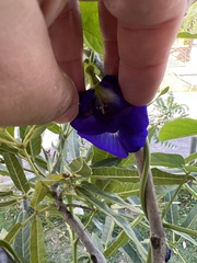 Clitoria ternatea ternatea