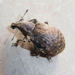 Liophloeus tessulatus