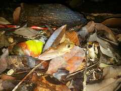 Rhacophorus pardalis