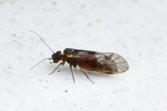 Elipsocidae