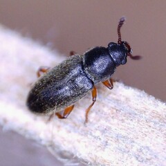Telmatophilus caricis