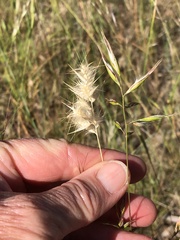 Rytidosperma caespitosum