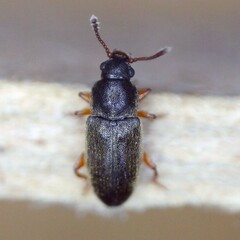 Telmatophilus caricis