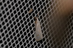 Asmicridea edwardsii