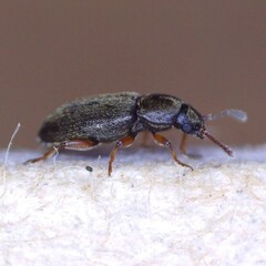 Telmatophilus caricis