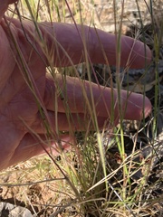 Rytidosperma caespitosum