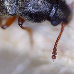 Telmatophilus caricis