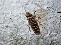 Paraulacizes thunbergi