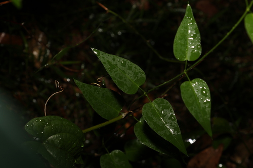 Image of Vincetoxicum ovatum by (c) Greg Tasney, some rights reserved (CC BY-SA)