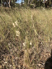 Rytidosperma caespitosum