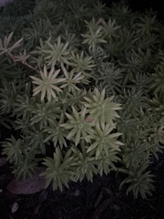 Sedum mexicanum