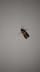 Plodia interpunctella