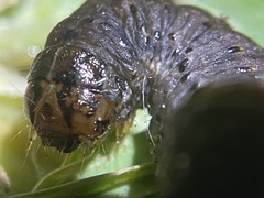 Spodoptera litura