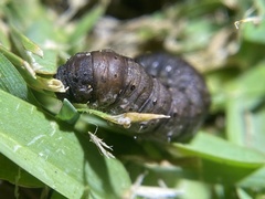 Spodoptera litura