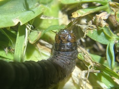 Spodoptera litura