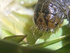 Spodoptera litura