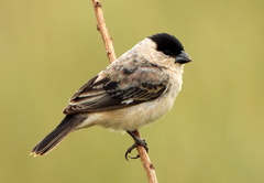 Sporophila pileata