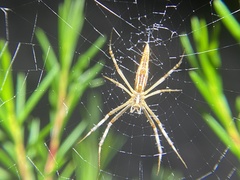 Argiope protensa
