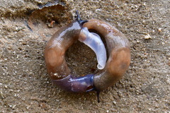 Krynickillus melanocephalus