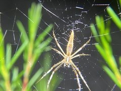Argiope protensa