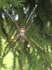 Argiope versicolor