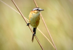 Culicivora caudacuta