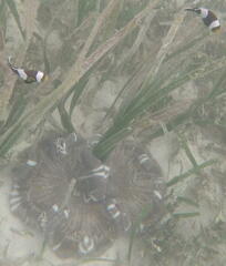 Amphiprion polymnus