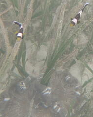 Amphiprion polymnus