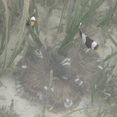 Amphiprion polymnus