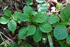 Schisandra chinensis