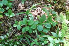 Schisandra chinensis