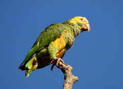 Alipiopsitta xanthops