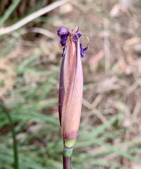 Patersonia occidentalis occidentalis