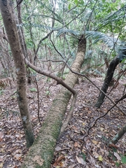 Lepidozamia peroffskyana