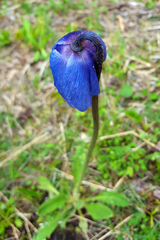 Meconopsis