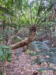 Lepidozamia peroffskyana