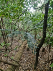 Lepidozamia peroffskyana