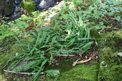 Lepisorus ussuriensis