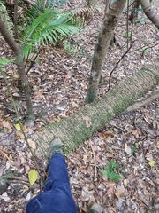 Lepidozamia peroffskyana